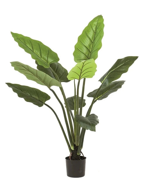 Philodendron plant 120cm