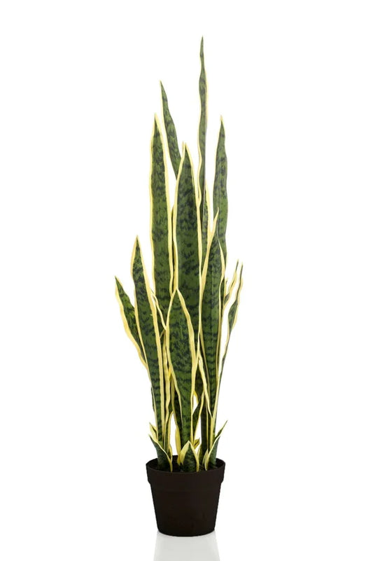 Sanseveria plant 97cm