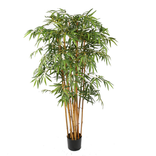 Bamboe Plant 150cm